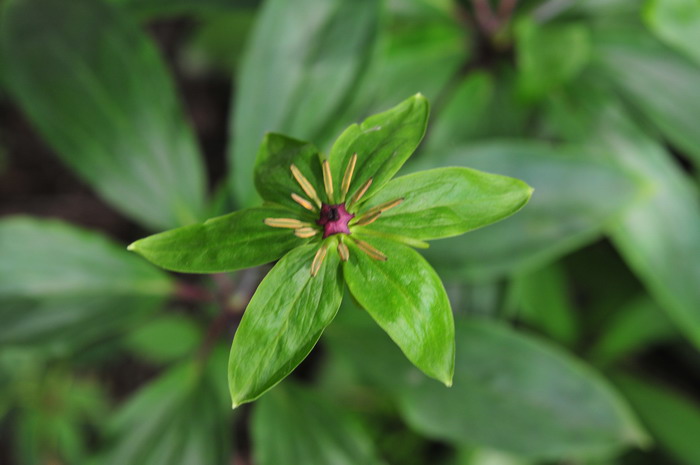 华重楼Paris polyphylla var. chinensis 华重楼Paris polyphylla var. chinensis