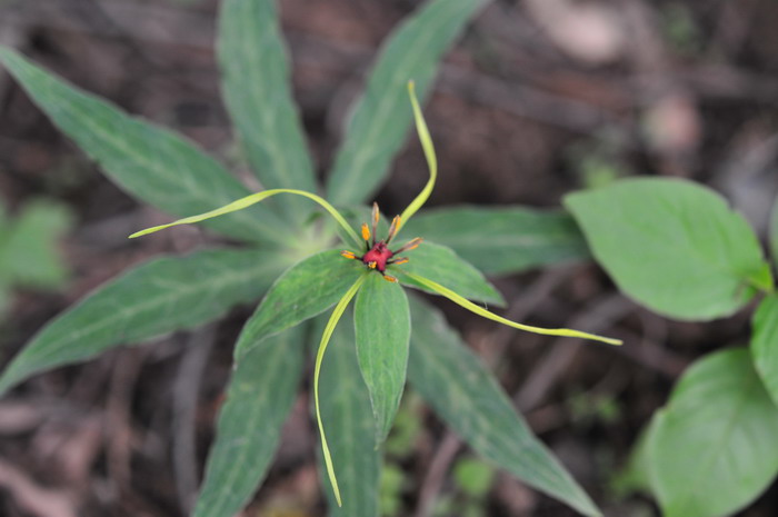 狭叶重楼Paris polyphylla var. stenophylla 狭叶重楼Paris polyphylla var. stenophylla