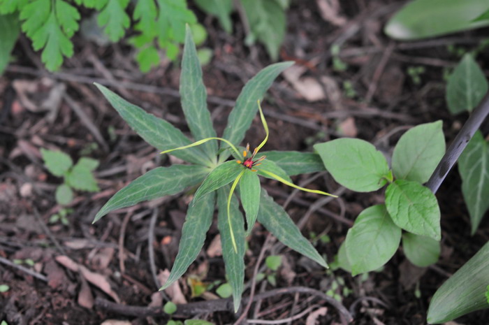 狭叶重楼Paris polyphylla var. stenophylla