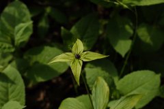 七叶一枝花Paris polyphylla