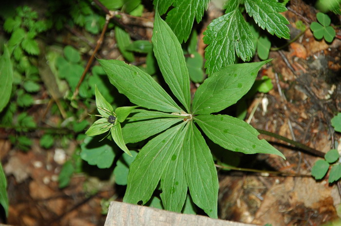 北重楼Paris verticillata 北重楼Paris verticillata