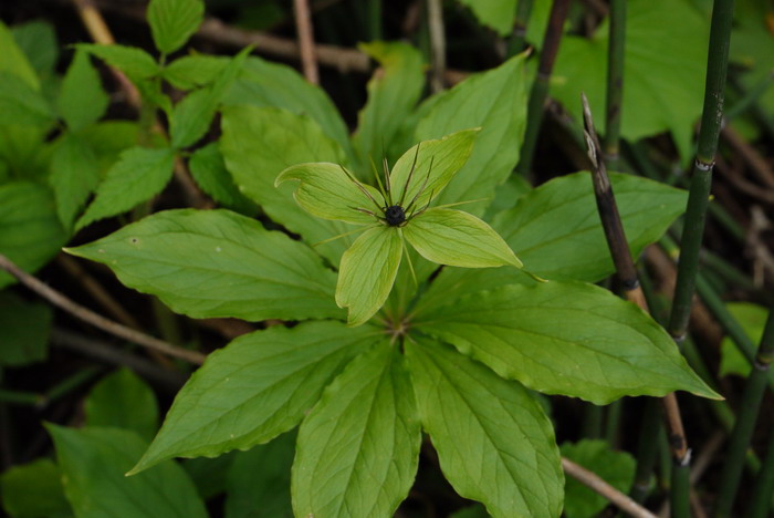 北重楼Paris verticillata