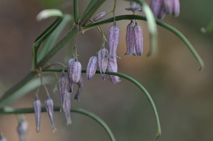 卷叶黄精Polygonatum cirrhifolium 卷叶黄精Polygonatum cirrhifolium