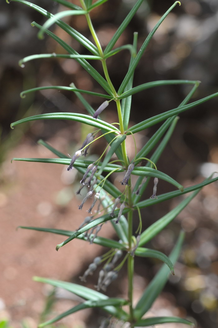 卷叶黄精Polygonatum cirrhifolium 卷叶黄精Polygonatum cirrhifolium