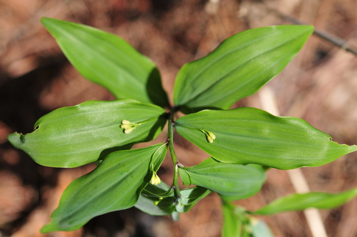 多花黄精Polygonatum cyrtonema 多花黄精Polygonatum cyrtonema
