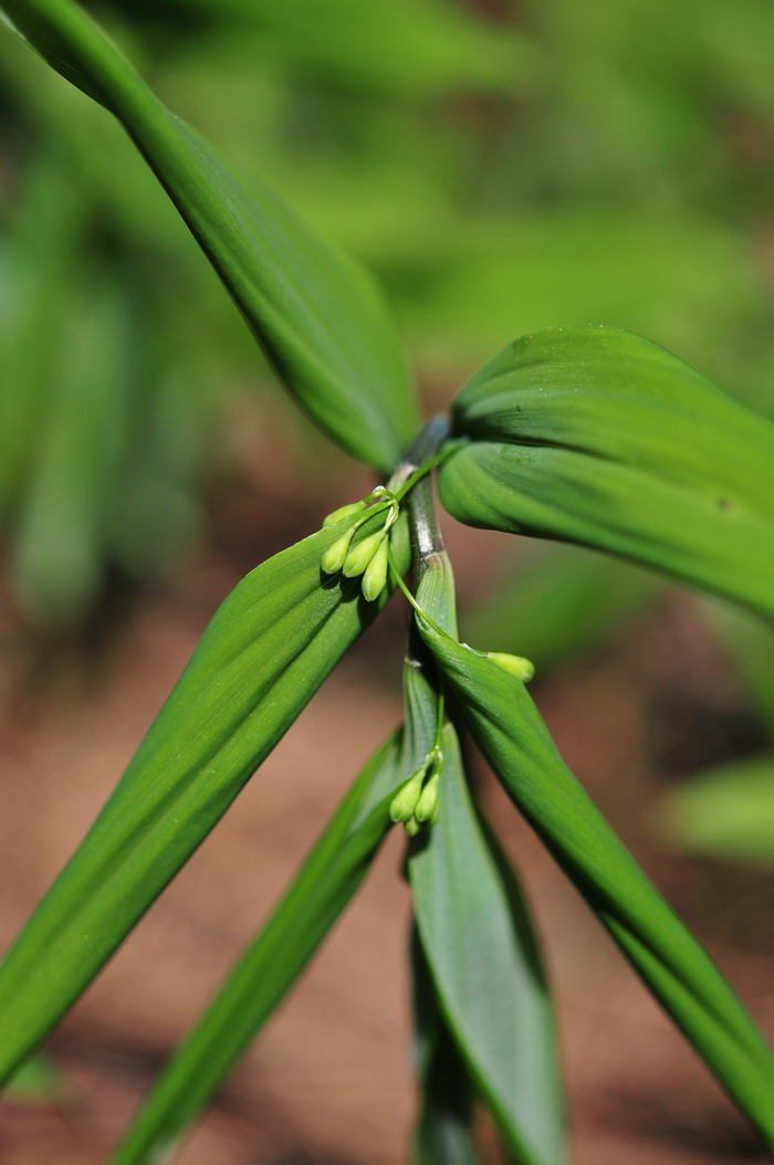 多花黄精Polygonatum cyrtonema 多花黄精Polygonatum cyrtonema