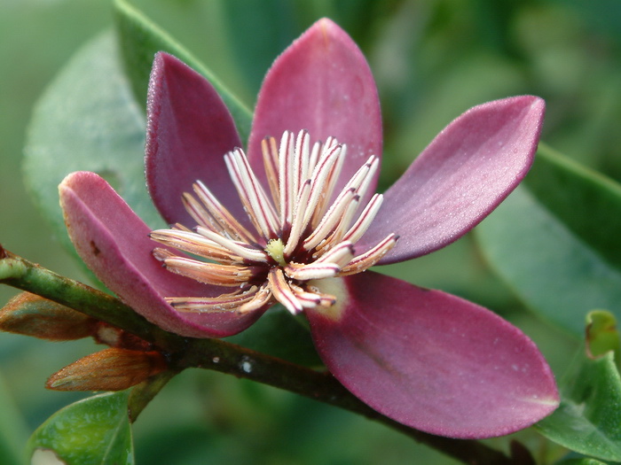 紫花含笑Michelia crassipes 紫花含笑Michelia crassipes