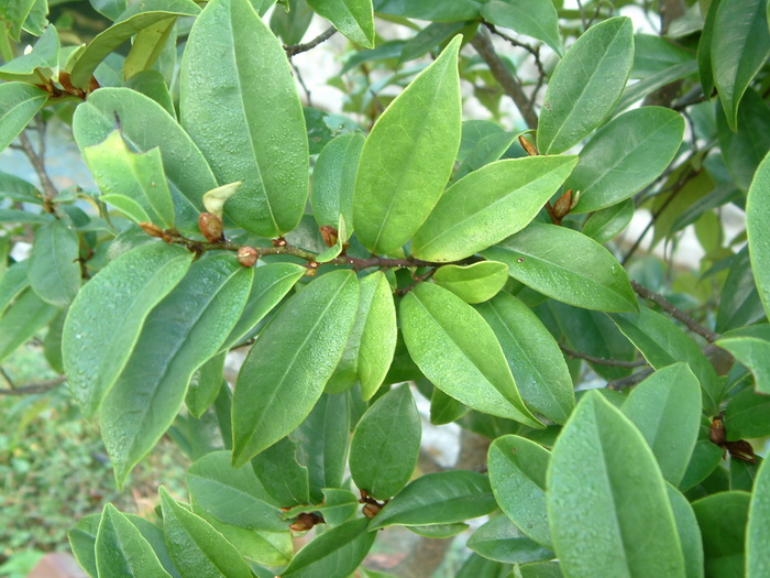 紫花含笑Michelia crassipes 紫花含笑Michelia crassipes