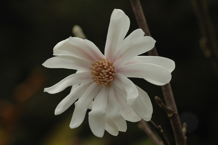 洛氏木兰Magnolia × loebneri 'Dwarf No.1'