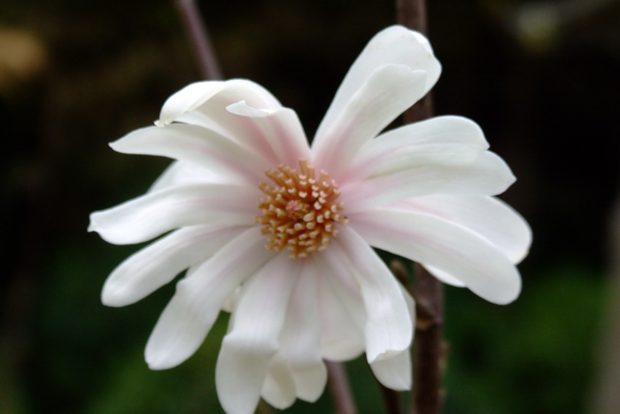 洛氏木兰Magnolia × loebneri 'Dwarf No.1' 洛氏木兰Magnolia × loebneri 'Dwarf No.1'