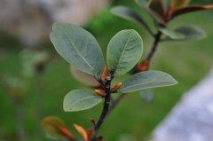 广东含笑Michelia guangdongensis