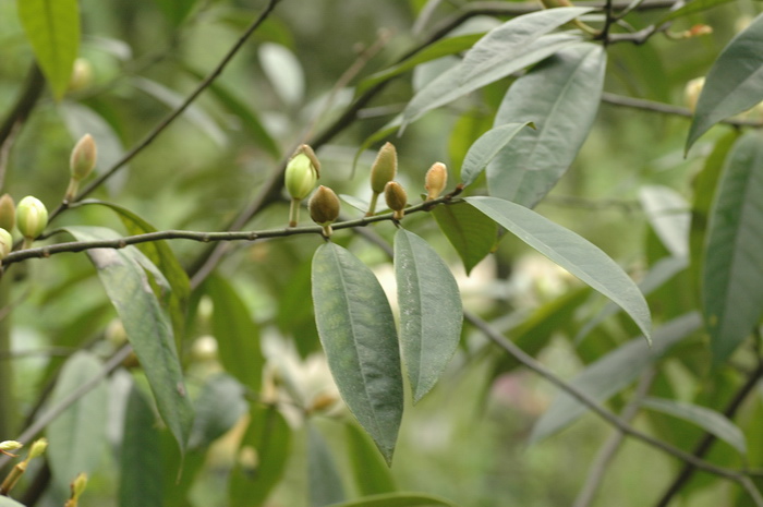 广西含笑Michelia guangxiensis