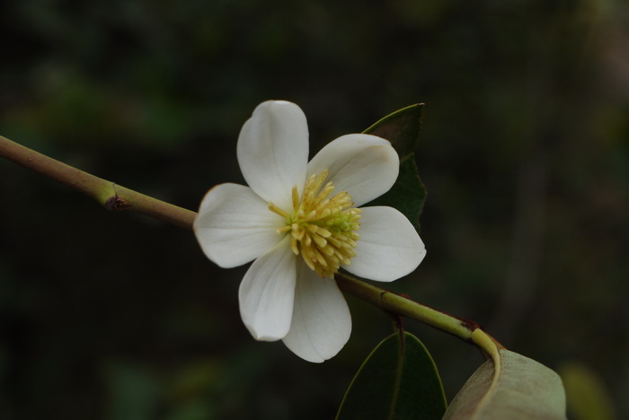 云南含笑Michelia yunnanensis