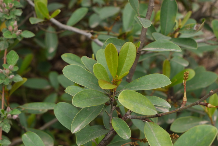 云南含笑Michelia yunnanensis 云南含笑Michelia yunnanensis