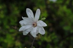 星花木兰Yulania stellata