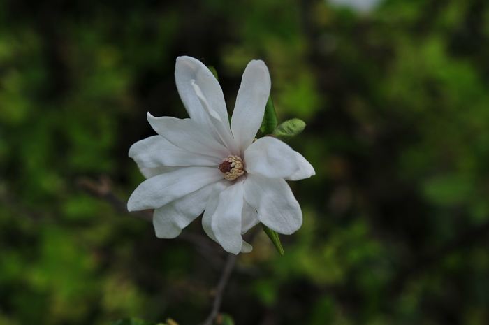 星花木兰Yulania stellata