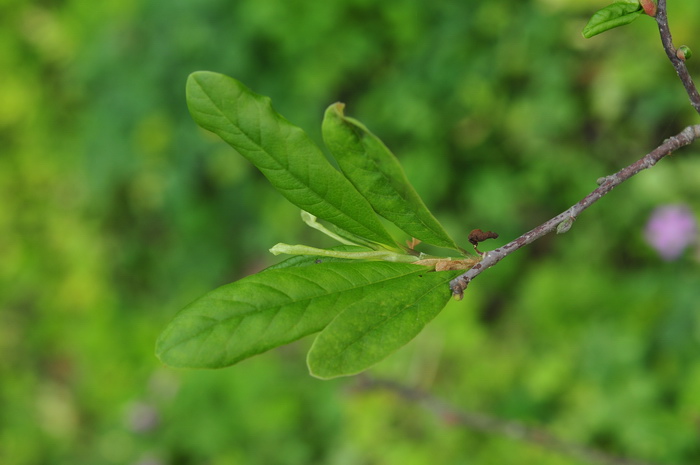 星花木兰Yulania stellata 星花木兰Yulania stellata