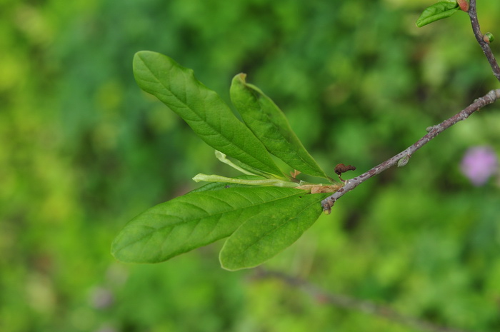 星花木兰Yulania stellata