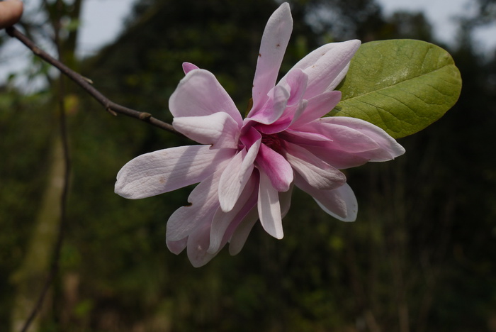星花木兰Yulania stellata 星花木兰Yulania stellata