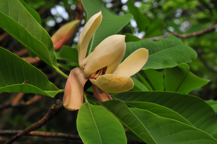 厚朴Houpoea officinalis 厚朴Houpoea officinalis