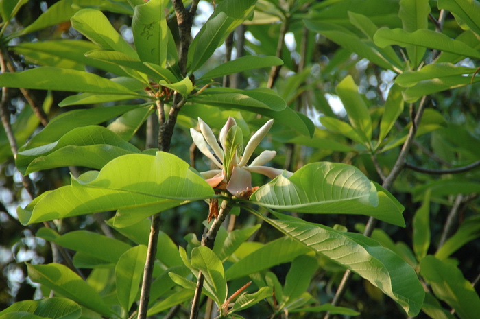 厚朴Houpoea officinalis 厚朴Houpoea officinalis