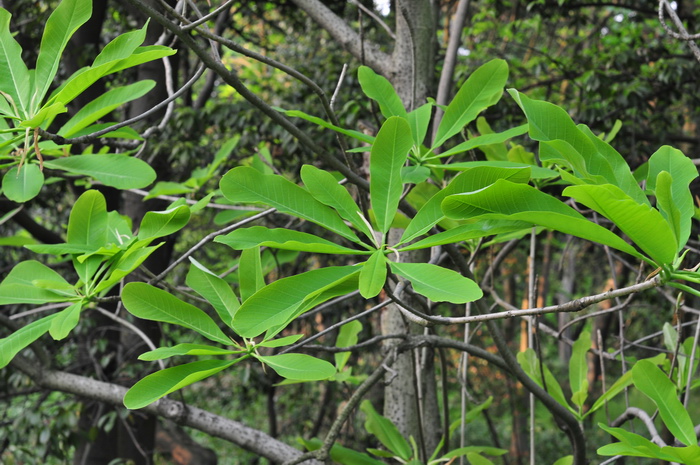 厚朴Houpoea officinalis 厚朴Houpoea officinalis