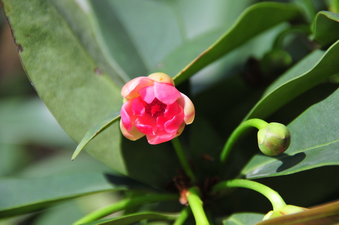 披针叶茴香Illicium lanceolatum 披针叶茴香Illicium lanceolatum