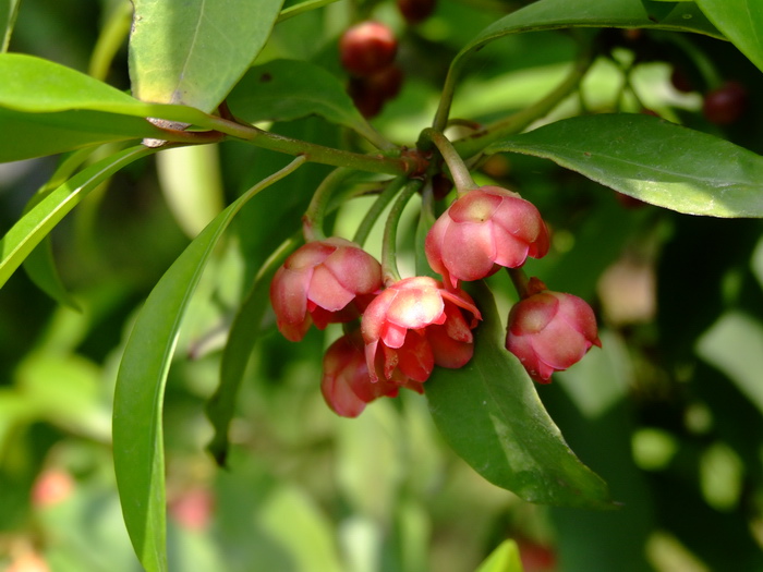 披针叶茴香Illicium lanceolatum 披针叶茴香Illicium lanceolatum