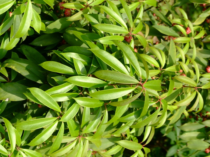 披针叶茴香Illicium lanceolatum 披针叶茴香Illicium lanceolatum