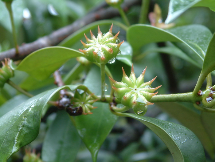 披针叶茴香Illicium lanceolatum