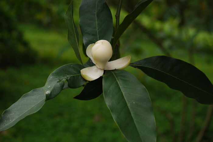 绢毛木兰Lirianthe albosericea 绢毛木兰Lirianthe albosericea