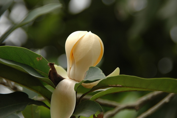 绢毛木兰Lirianthe albosericea 绢毛木兰Lirianthe albosericea