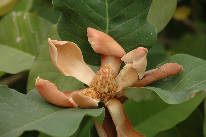 红花山玉兰Lirianthe delavayi ‘Red Flower’ 红花山玉兰Lirianthe delavayi ‘Red Flower’