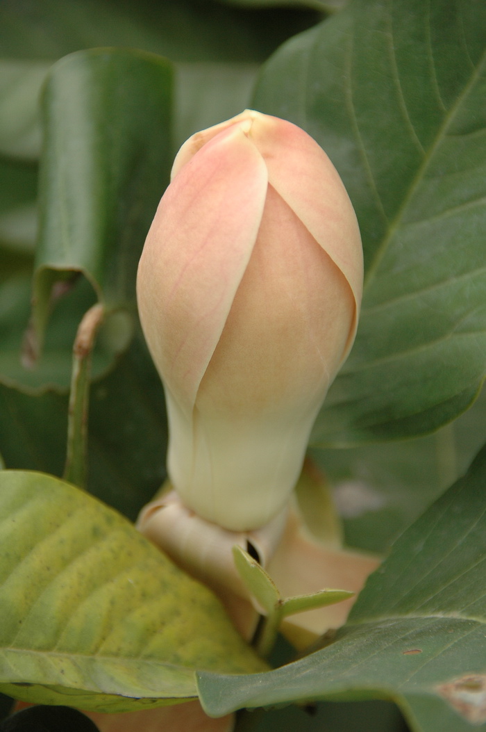 红花山玉兰Lirianthe delavayi ‘Red Flower’