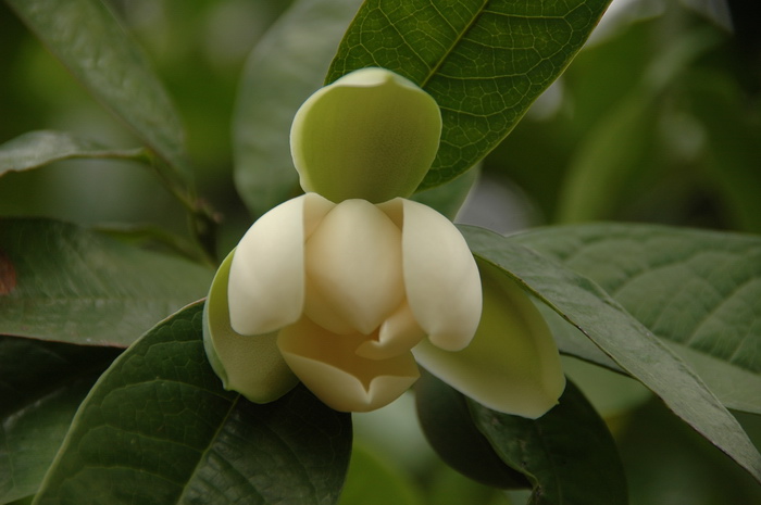 木论木兰Lirianthe mulunica 木论木兰Lirianthe mulunica