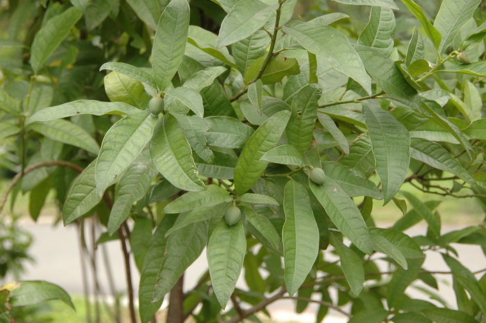 木论木兰Lirianthe mulunica 木论木兰Lirianthe mulunica