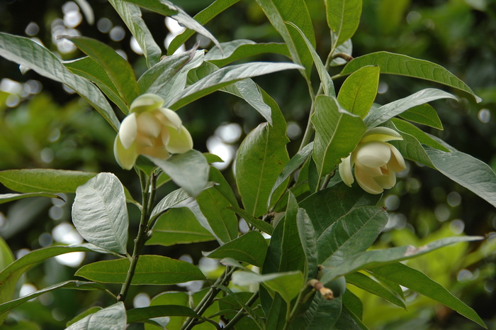 木论木兰Lirianthe mulunica 木论木兰Lirianthe mulunica