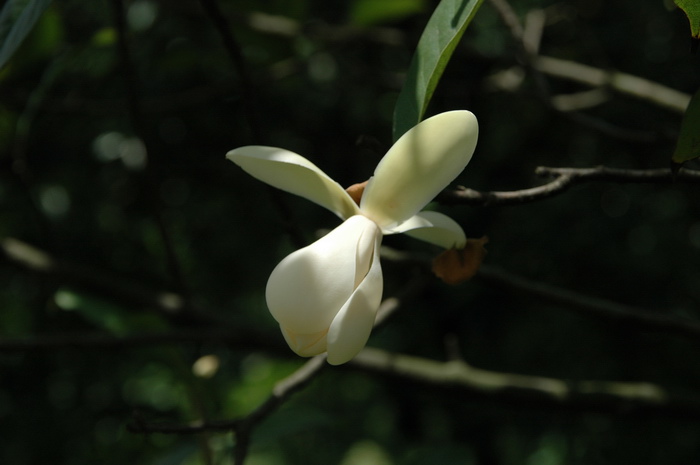 馨香木兰Lirianthe odoratissima