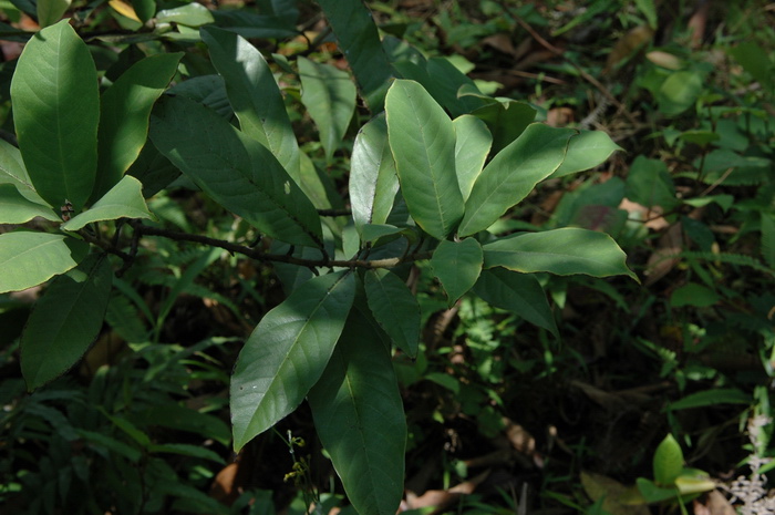 馨香木兰Lirianthe odoratissima