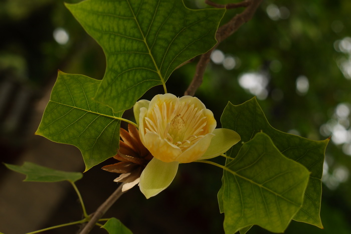 鹅掌楸Liriodendron chinense 鹅掌楸Liriodendron chinense