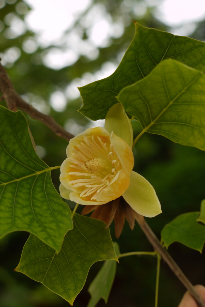 鹅掌楸Liriodendron chinense 鹅掌楸Liriodendron chinense