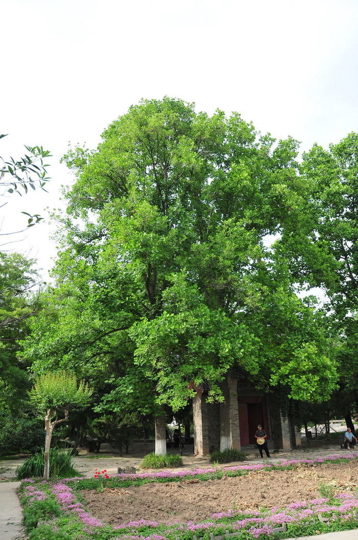 鹅掌楸Liriodendron chinense