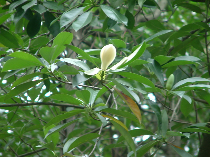 灰木莲Magnolia blumei 灰木莲Magnolia blumei