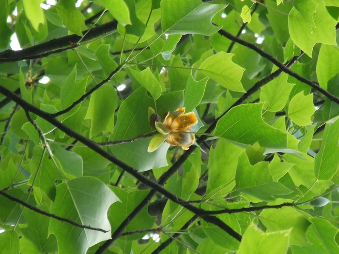 杂交鹅掌楸Liriodendron chinensis × tulipifera
