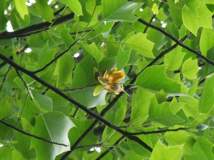 杂交鹅掌楸Liriodendron chinensis × tulipifera 杂交鹅掌楸Liriodendron chinensis × tulipifera