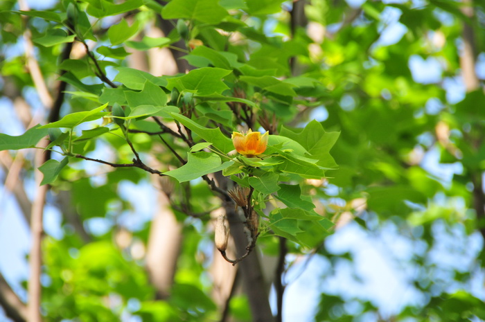 杂交鹅掌楸Liriodendron chinensis × tulipifera 杂交鹅掌楸Liriodendron chinensis × tulipifera
