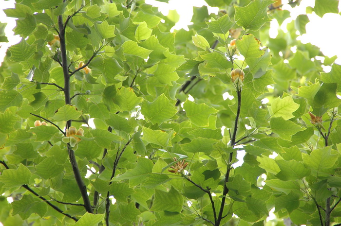杂交鹅掌楸Liriodendron chinensis × tulipifera 杂交鹅掌楸Liriodendron chinensis × tulipifera