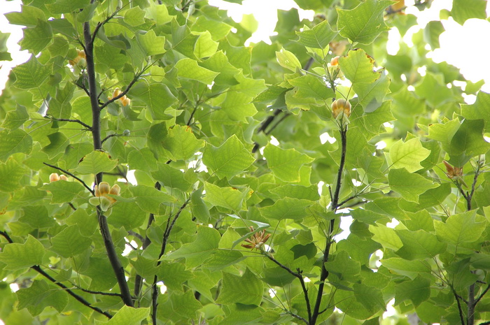 杂交鹅掌楸Liriodendron chinensis × tulipifera