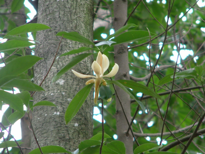 灰木莲Magnolia blumei