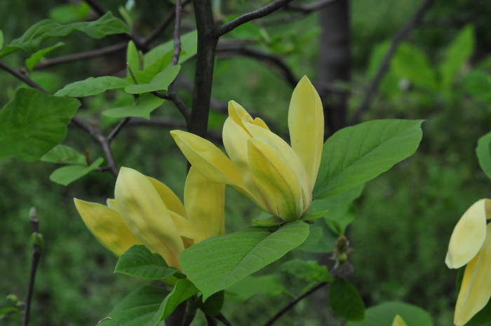 飞黄玉兰Magnolia denudata 'Feihuang' 飞黄玉兰Magnolia denudata 'Feihuang'